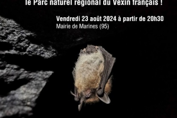 Nuit chauve souris
