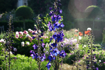 Jardin de campagne : 