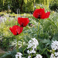 Le printemps au  Jardin de Campagne.