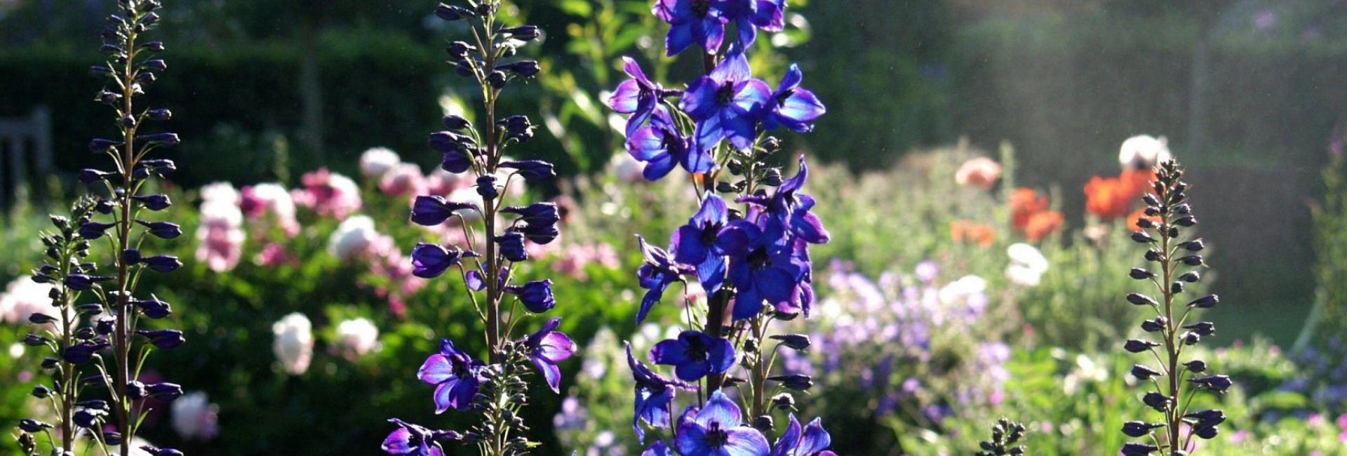 Jardin de campagne : 