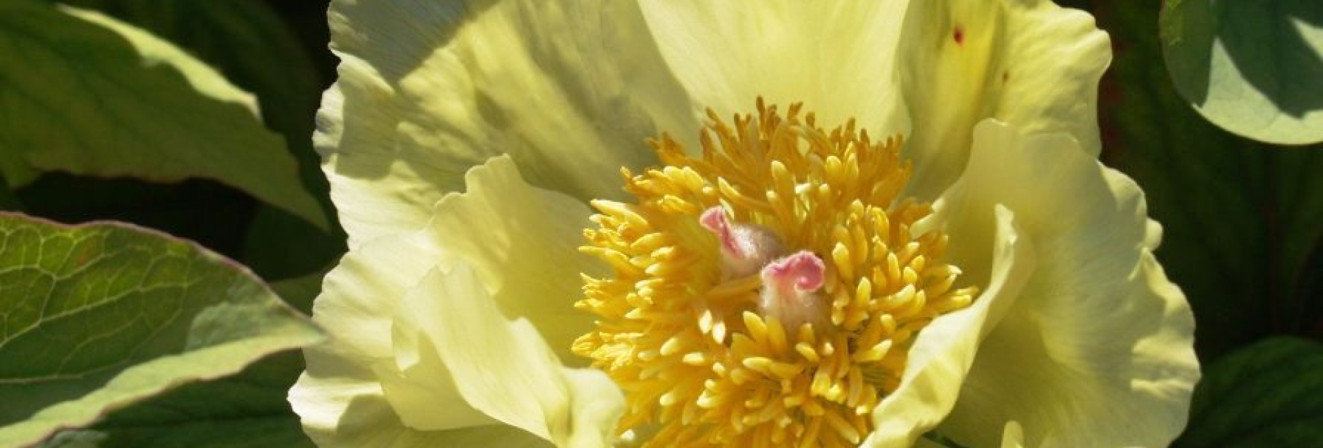 Les pivoines du Jardin de campagne de Grisy-les-Pl$tres