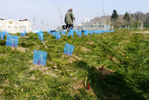 Plantation de vignes à Grisy- les-Plâtres.