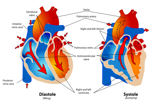 Cardiologie