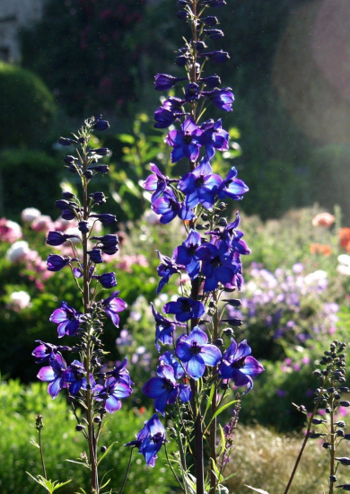 Jardin de campagne : 