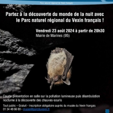 Vendredi 23 août : nuit internationale de la chauve souris à Marines, à partir de 20h30 en mairie.