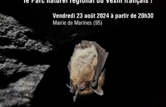 Vendredi 23 août : nuit internationale de la chauve souris à Marines, à partir de 20h30 en mairie.