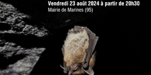 Nuit chauve souris