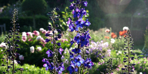 Jardin de campagne : 